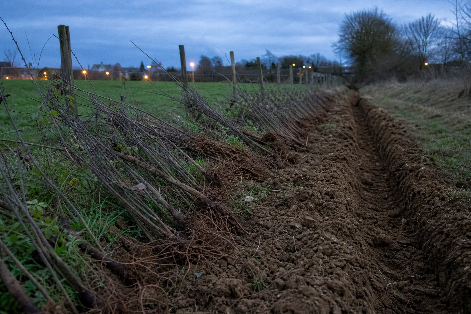 Haie bocagère : quel type de plantation pour votre terrain ?