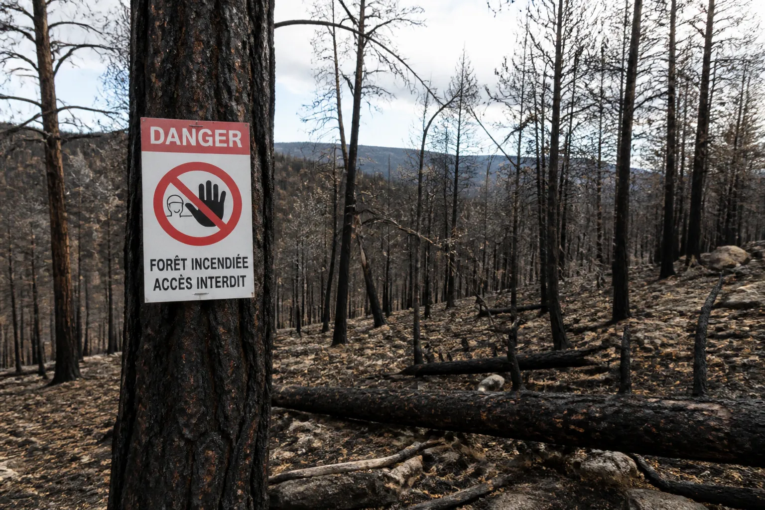 Simplification administrative : les nouvelles règles pour l'abattage des arbres incendiés